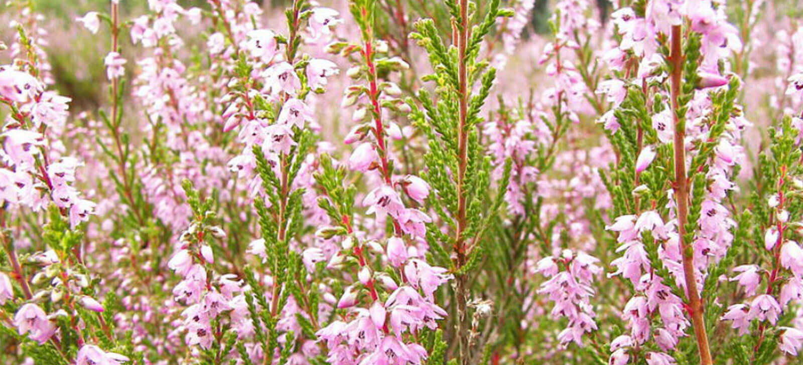 farmacia manipulacao campinas nova natural blog natureza magistral florais florais bach origem tipos