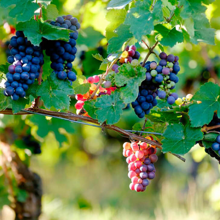 farmacia manipulacao campinas nova natural blog natureza magistral saude resveratrol pele uvas sua pele