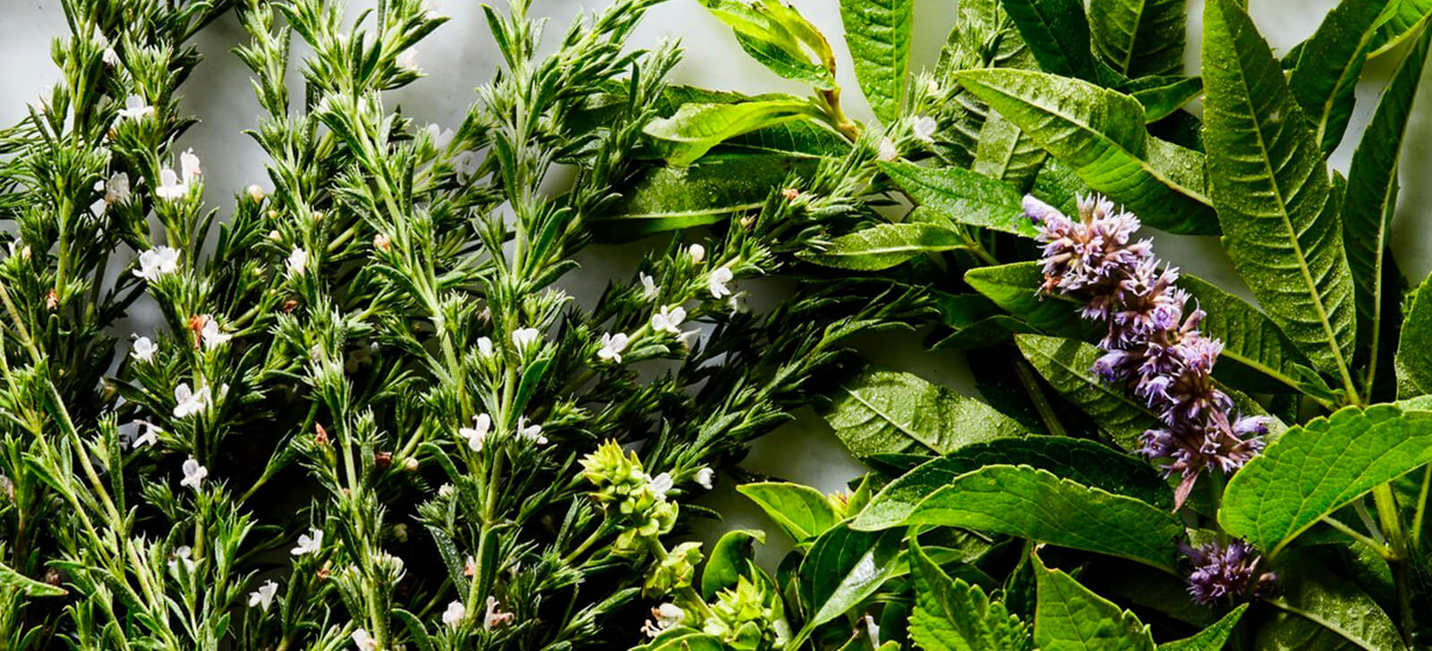 farmacia manipulacao campinas nova natural blog natureza magistral banho de ervas para hidratar o corpo