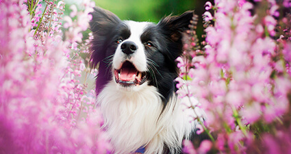 farmacia manipulacao campinas nova natural blog natureza para que servem florais para cachorro mobile