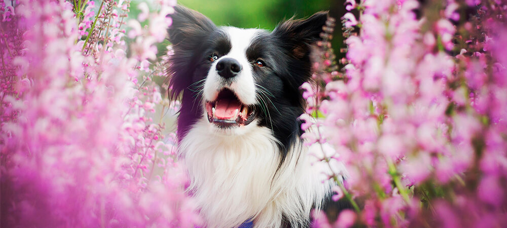 farmacia manipulacao campinas nova natural blog natureza para que servem florais para cachorro